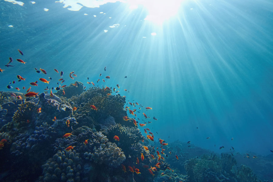 Bioativos do mar:  o que eles fazem pra sua pele
